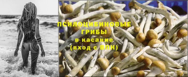 Псилоцибиновые грибы MAGIC MUSHROOMS Зеленоградск